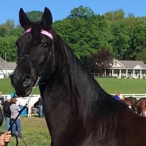 Meet your Posher, Shaunta